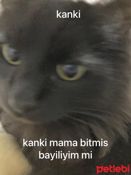 Bombay, Kedi  Paspas fotoğrafı