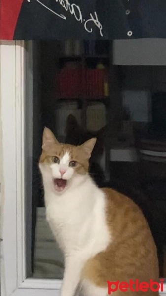Sarman, Kedi  Kuzey fotoğrafı