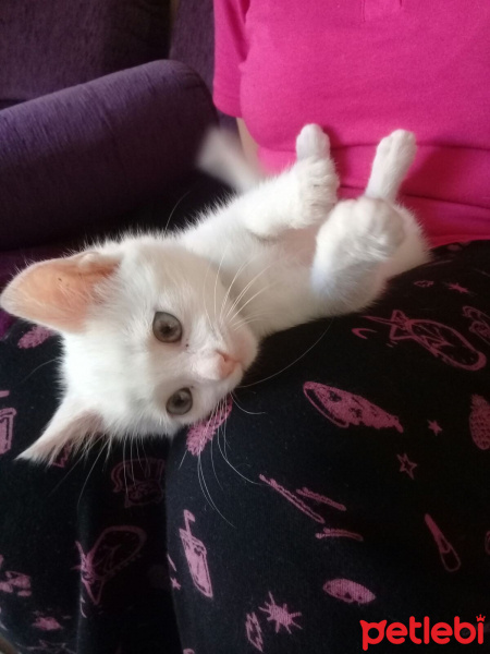 Van Kedisi, Kedi  Fındık fotoğrafı