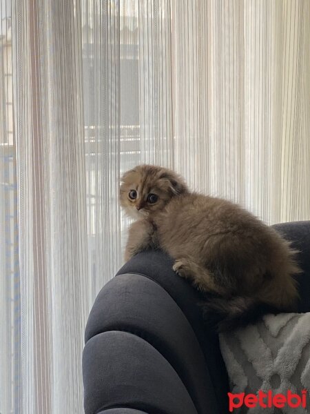 Scottish Fold, Kedi  Scottish Fold Black Golden Long Hair Cins Kedi fotoğrafı