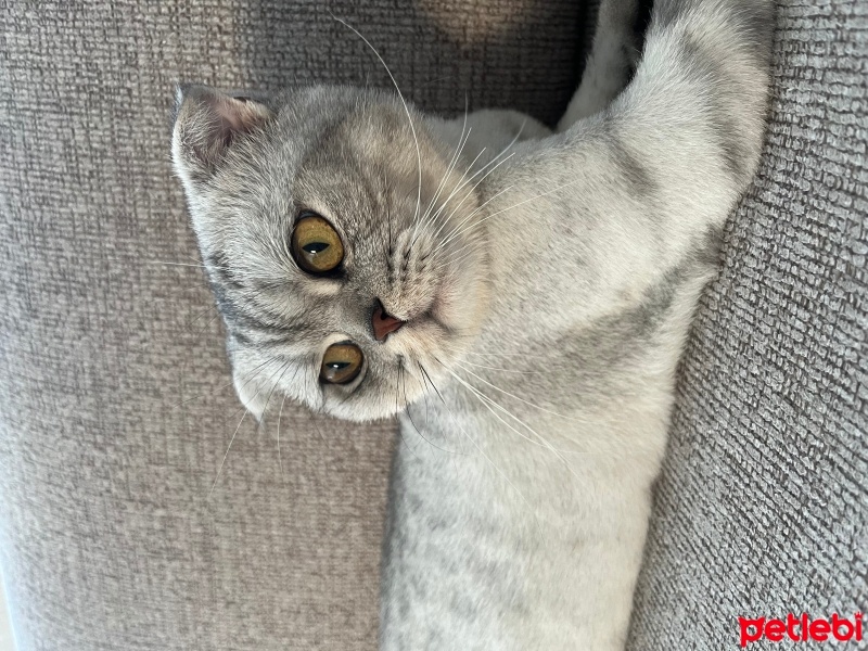 Scottish Fold, Kedi  Aşil fotoğrafı