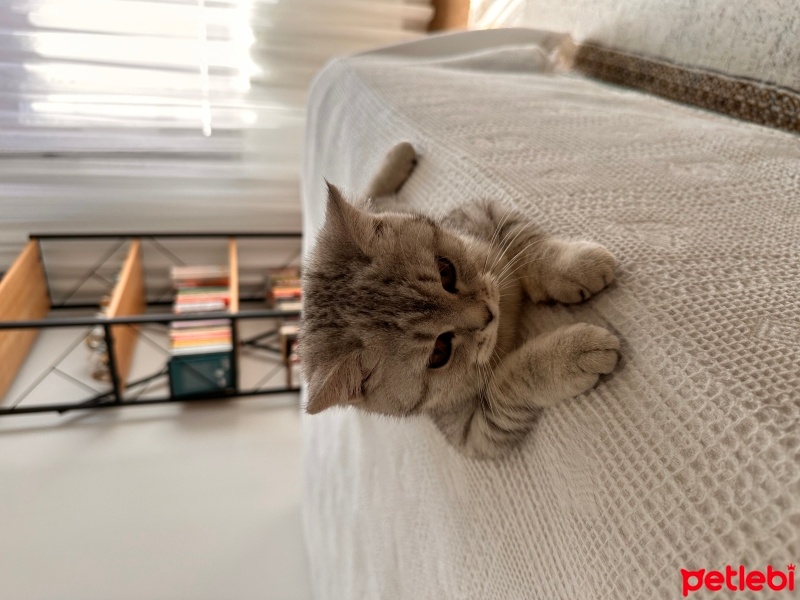 British Shorthair, Kedi  Balım fotoğrafı