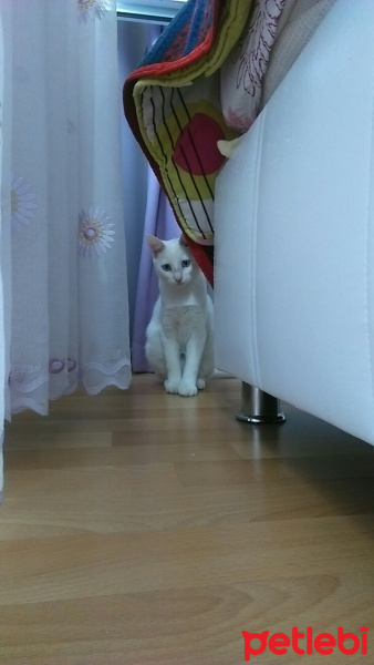 Ankara Kedisi, Kedi  Boncuk fotoğrafı