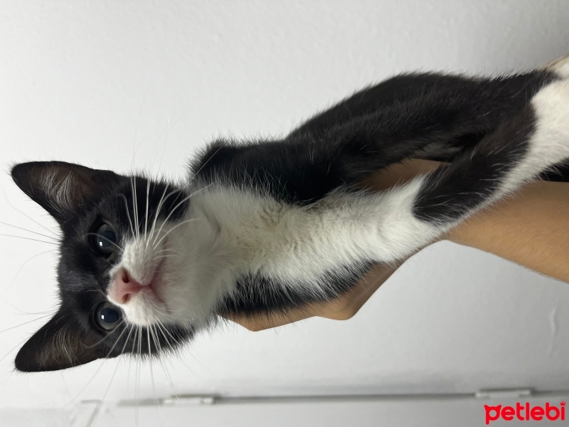 Tekir Kedi, Kedi  Gece fotoğrafı