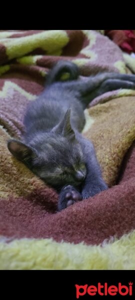 Sarman, Kedi  Junior (sahiplendireceğimiz için isim koymadık) fotoğrafı