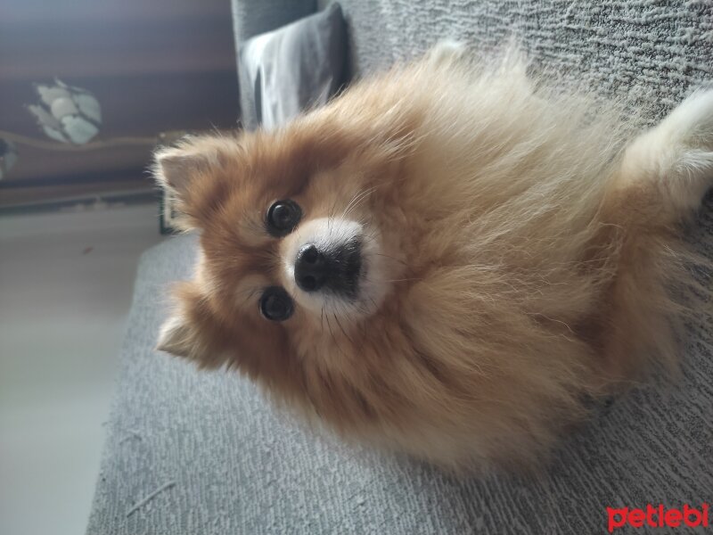 Pomeranyalı, Köpek  Tatli fotoğrafı