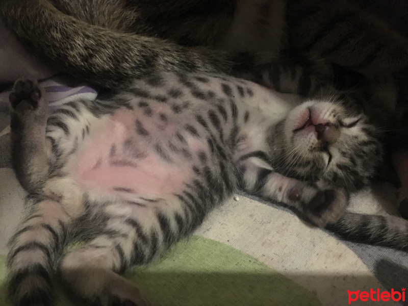 Tekir Kedi, Kedi  Çıkıntıgiller fotoğrafı