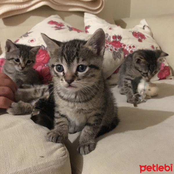 Tekir Kedi, Kedi  Çıkıntıgiller fotoğrafı