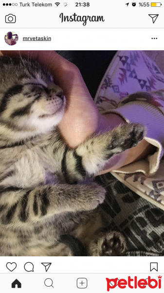Tekir Kedi, Kedi  Çıkıntıgiller fotoğrafı