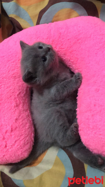 British Shorthair, Kedi  Mars fotoğrafı