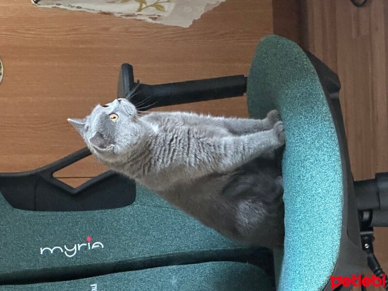 British Shorthair, Kedi  Lisa fotoğrafı