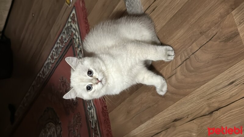 British Shorthair, Kedi  Paşa fotoğrafı