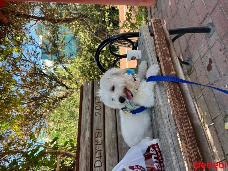 Maltese, Köpek  Vegas fotoğrafı