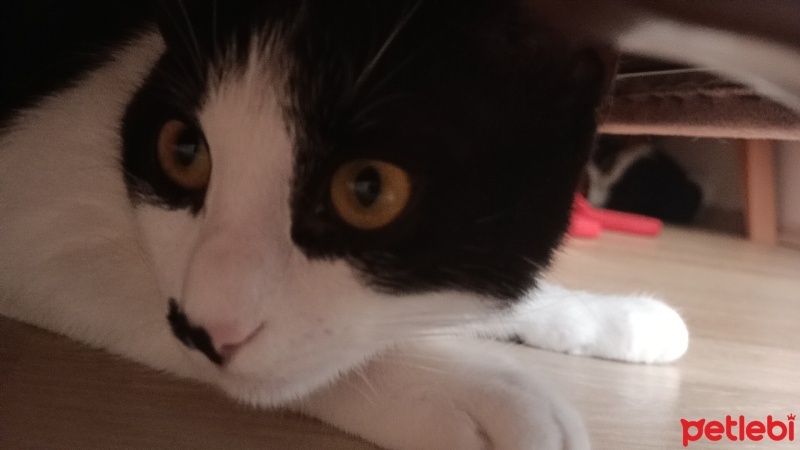 Tekir Kedi, Kedi  Boncuk fotoğrafı