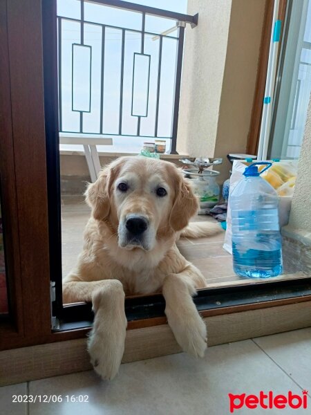 Golden Retriever, Köpek  Asya fotoğrafı