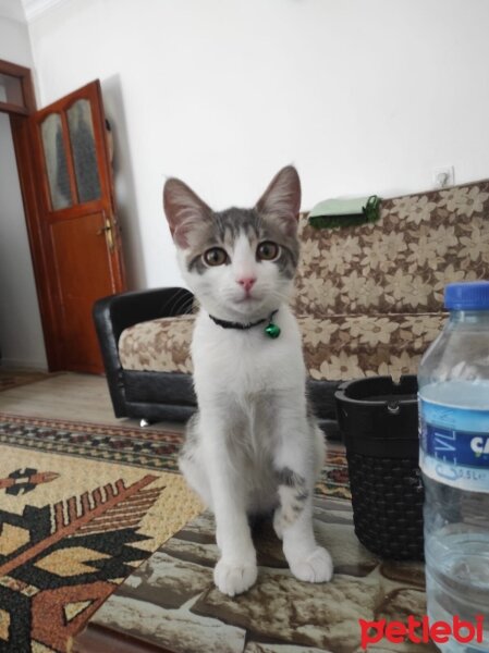 Tekir Kedi, Kedi  ZEYNA fotoğrafı