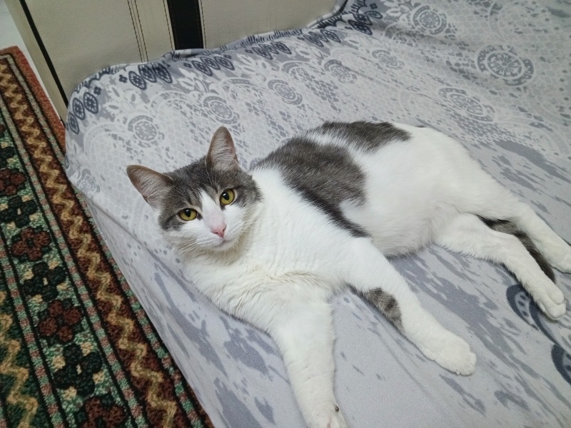 Tekir Kedi, Kedi  ZEYNA fotoğrafı