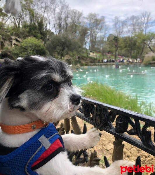 Maltese, Köpek  Oliver fotoğrafı