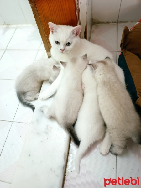 British Shorthair, Kedi  Masal fotoğrafı