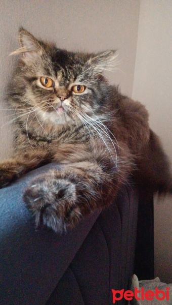 İran Kedisi (Persian), Kedi  Köfte fotoğrafı
