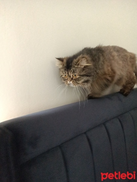 İran Kedisi (Persian), Kedi  Köfte fotoğrafı