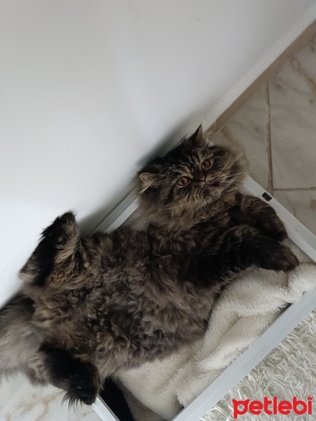 İran Kedisi (Persian), Kedi  Köfte fotoğrafı