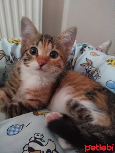Tekir Kedi, Kedi  Karamel fotoğrafı