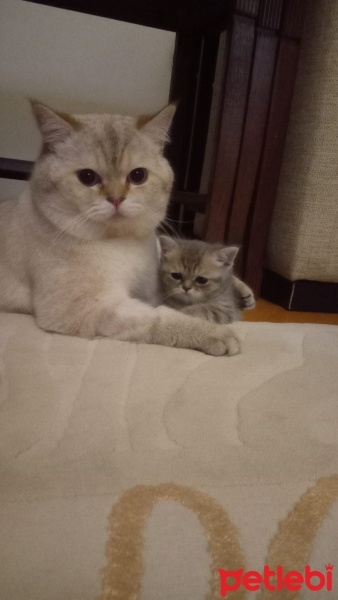 British Shorthair, Kedi  Mantı fotoğrafı