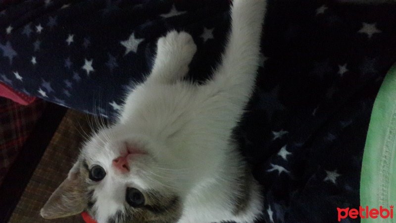 Tekir Kedi, Kedi  Pirinç  fotoğrafı