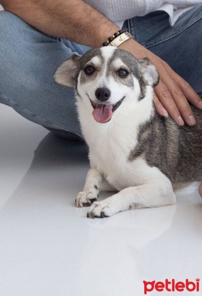 Jack Russell Terrier, Köpek  Ponçik fotoğrafı