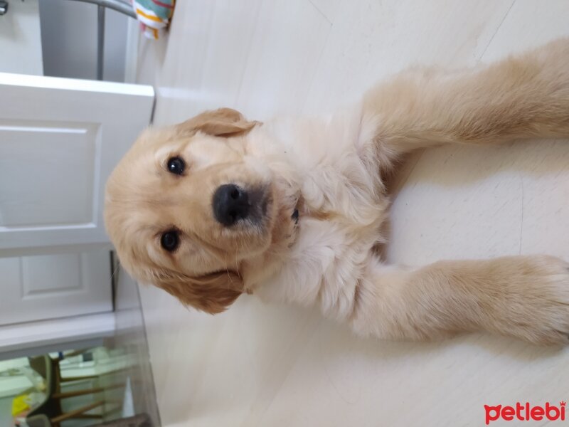 Golden Retriever, Köpek  Badem fotoğrafı