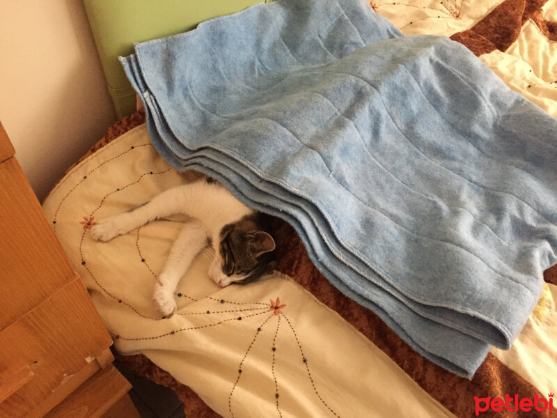 European Shorthair, Kedi  Walter fotoğrafı