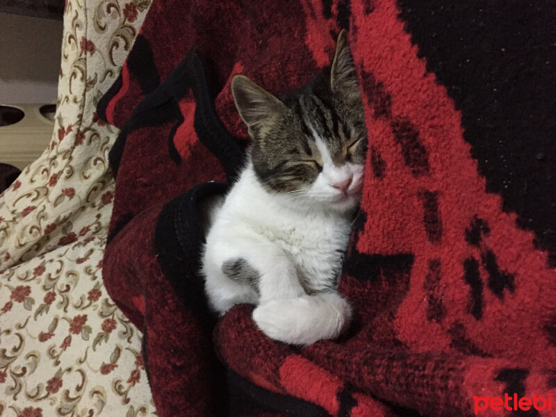 European Shorthair, Kedi  Walter fotoğrafı