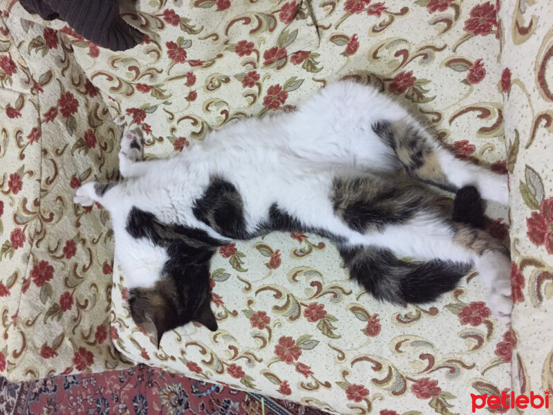 European Shorthair, Kedi  Walter fotoğrafı