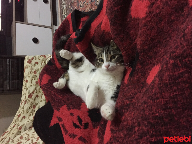 European Shorthair, Kedi  Walter fotoğrafı