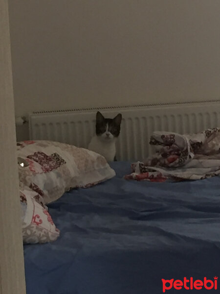 European Shorthair, Kedi  Walter fotoğrafı