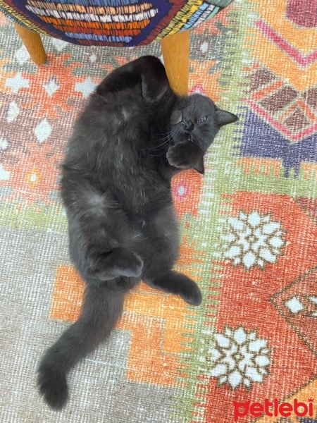 British Longhair, Kedi  Gece fotoğrafı