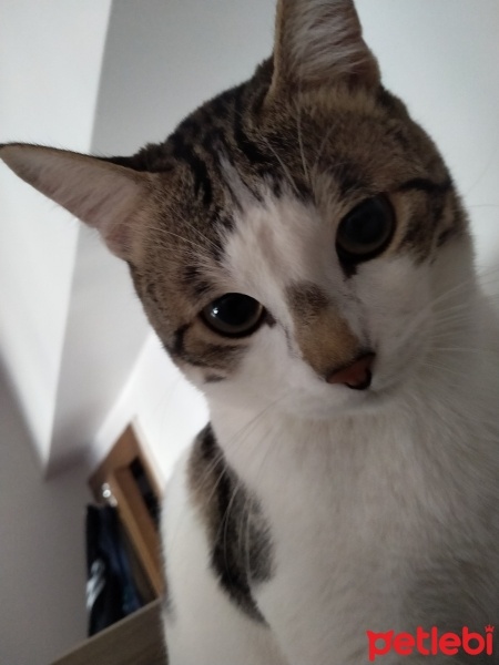 Tekir Kedi, Kedi  Cücü fotoğrafı