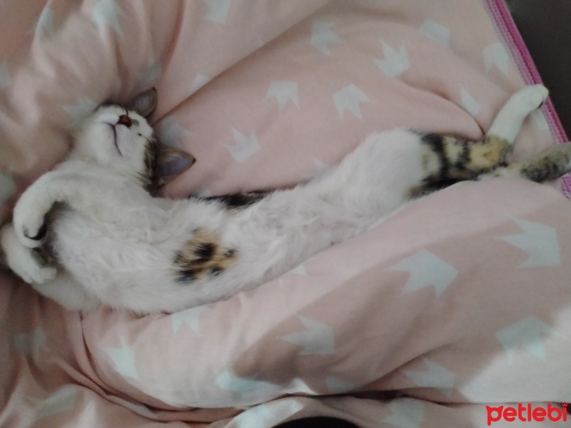 Tekir Kedi, Kedi  Cücü fotoğrafı