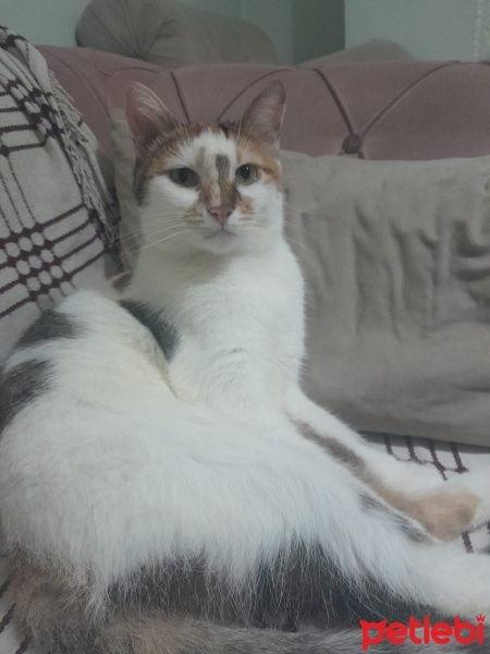 Tekir Kedi, Kedi  Lotus fotoğrafı
