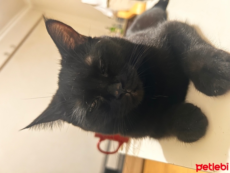 British Shorthair, Kedi  Şans fotoğrafı