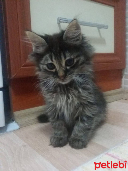 Norwegian Forest, Kedi  fındık fotoğrafı