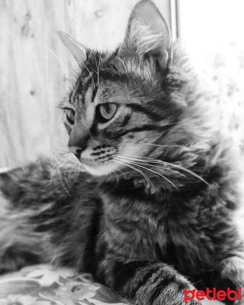 Norwegian Forest, Kedi  fındık fotoğrafı