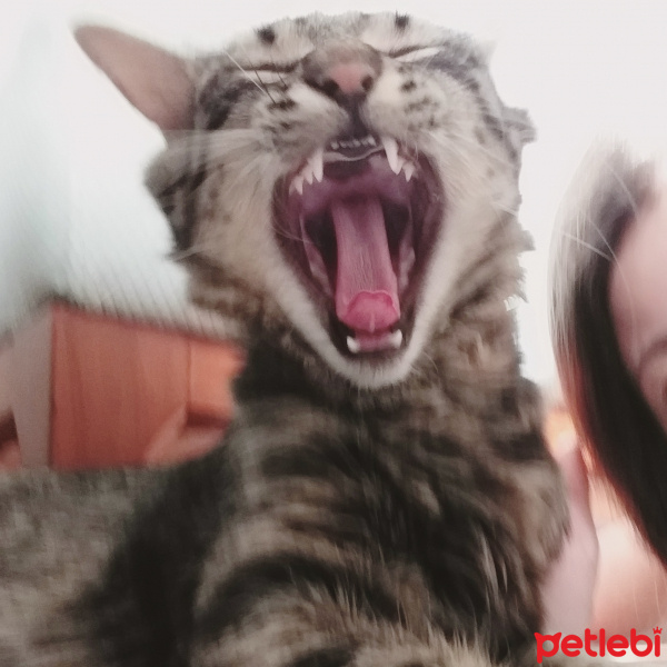 Norwegian Forest, Kedi  fındık fotoğrafı