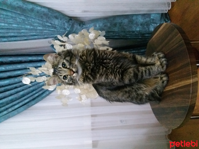 Norwegian Forest, Kedi  fındık fotoğrafı