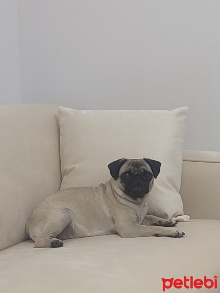 Pug, Köpek  Kuki fotoğrafı