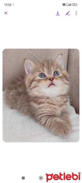 British Shorthair, Kedi  Tarçın fotoğrafı
