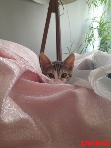 Tekir Kedi, Kedi  Tilko fotoğrafı