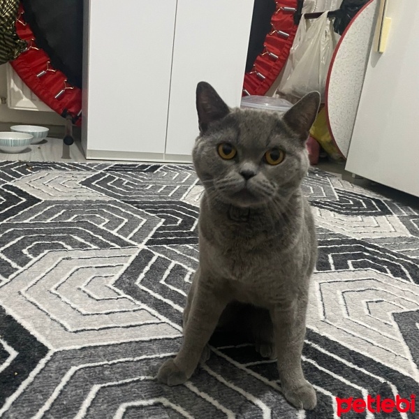 British Shorthair, Kedi  Duman fotoğrafı