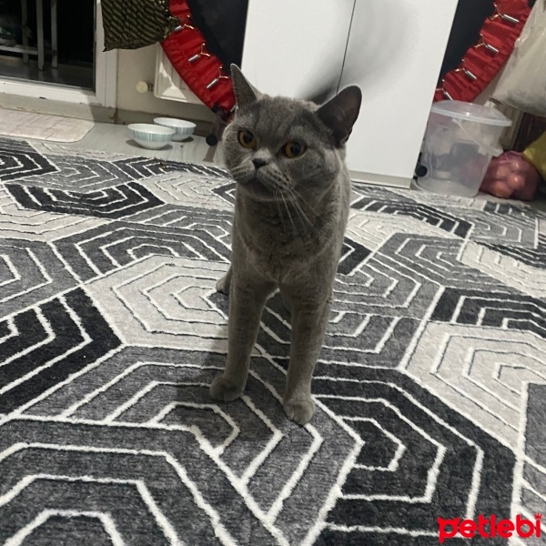British Shorthair, Kedi  Duman fotoğrafı